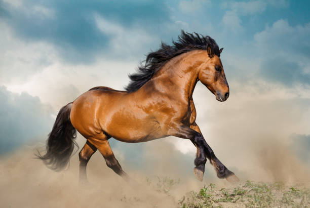 istock Beautiful bay stallion running 1142394323