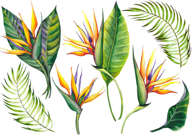 istock Set of exotic strelitzia flowers, bird of paradise. 1142394345