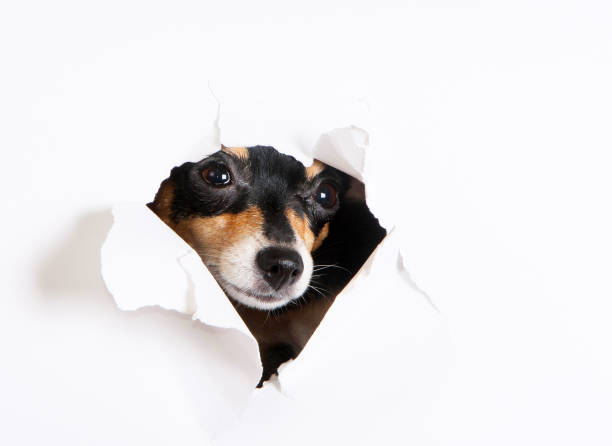istock The muzzle of a dog peeks through a paper hole. 1142394358