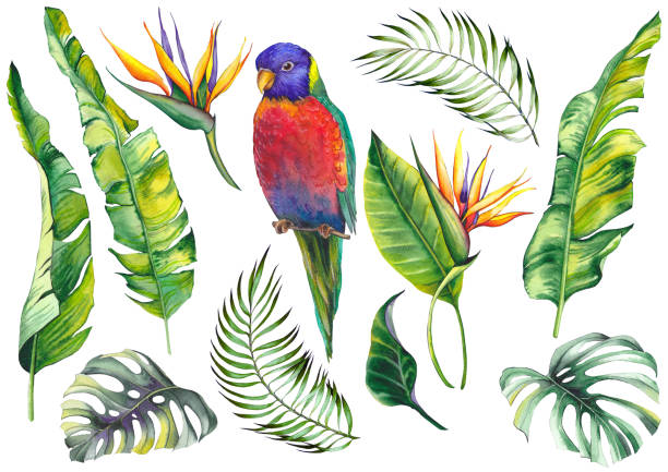 Tropical set with a parrot bird, banana leaves, monstera leaves and strelitzia flowers. Tropical set with a parrot bird, banana leaves, monstera leaves and strelitzia flowers. Watercolor on white background. bird of paradise bird stock illustrations