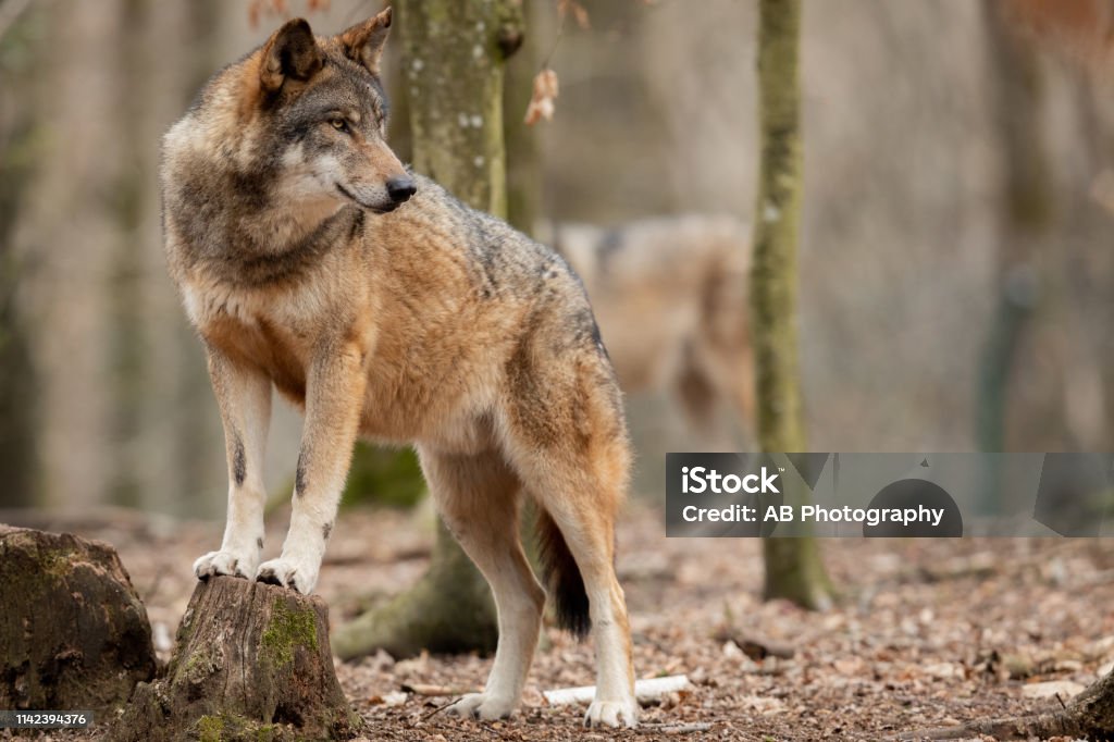Modern Grey Wolves Grey Wolf Stock Photo - Download Image Now - Animal, Carnivorous, Cold ...