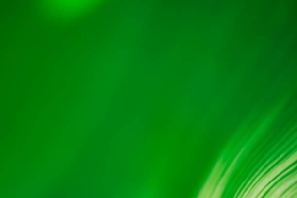 istock Abstract floral blurred background. Tropical palm leave backdrop 1142395839