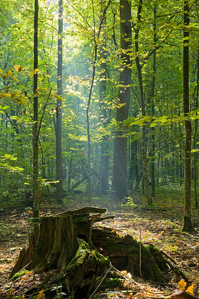 istock Sunbem over declined stump in a soft early morning light 114239655