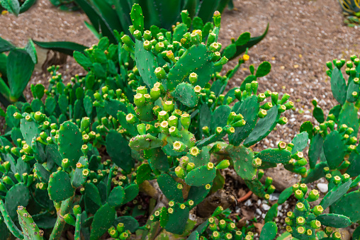 Edible Cactus Succulent (Opuntia ficus-barbarica), also known as prickly pears, prickly fig and chervil. Group of ripe yellow fruits in nature on a sunny day. Natural foods on sky background with copy space