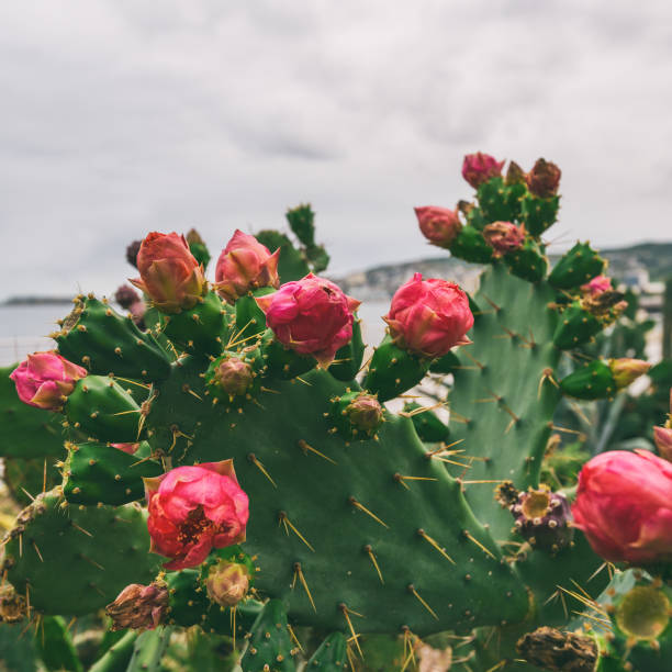 istock Opuntia cactus with flowers 1142396913