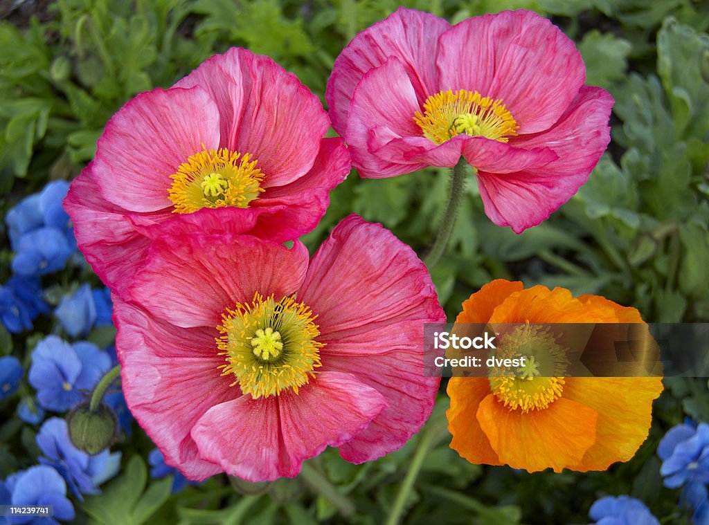 Flores da primavera - Foto de stock de Amarelo royalty-free