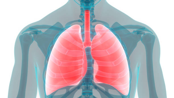istock Human Respiratory System lungs Anatomy 1142398845