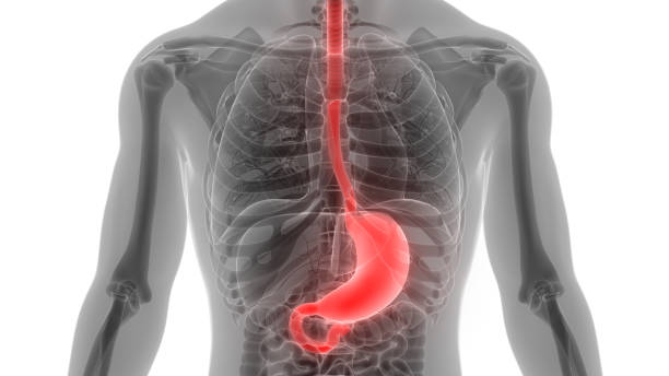 anatomia dello stomaco dell'apparato digerente umano - esofago foto e immagini stock