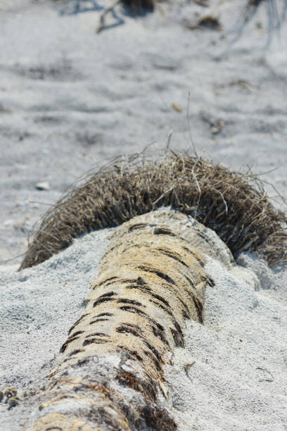 istock Weathered Cabbage Palm driftwood with wiry root ball, partially buried in white beach sand 1142399901