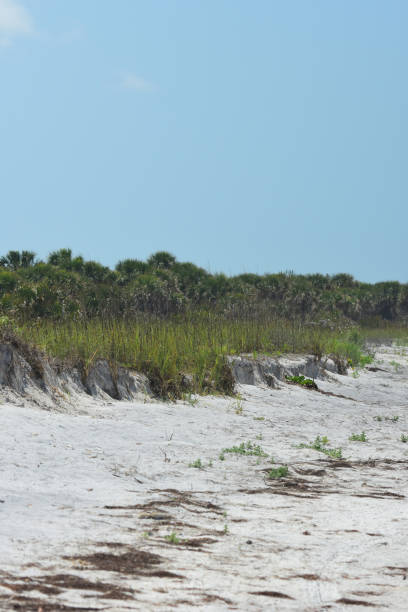 istock Eroded bluff along beach with wrack line and palms on horizon 1142400029