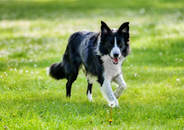 Border Collie dog walking through the park on a spring day Scene with a dog walking through the park on a spring day. border collie stock pictures, royalty-free photos & images