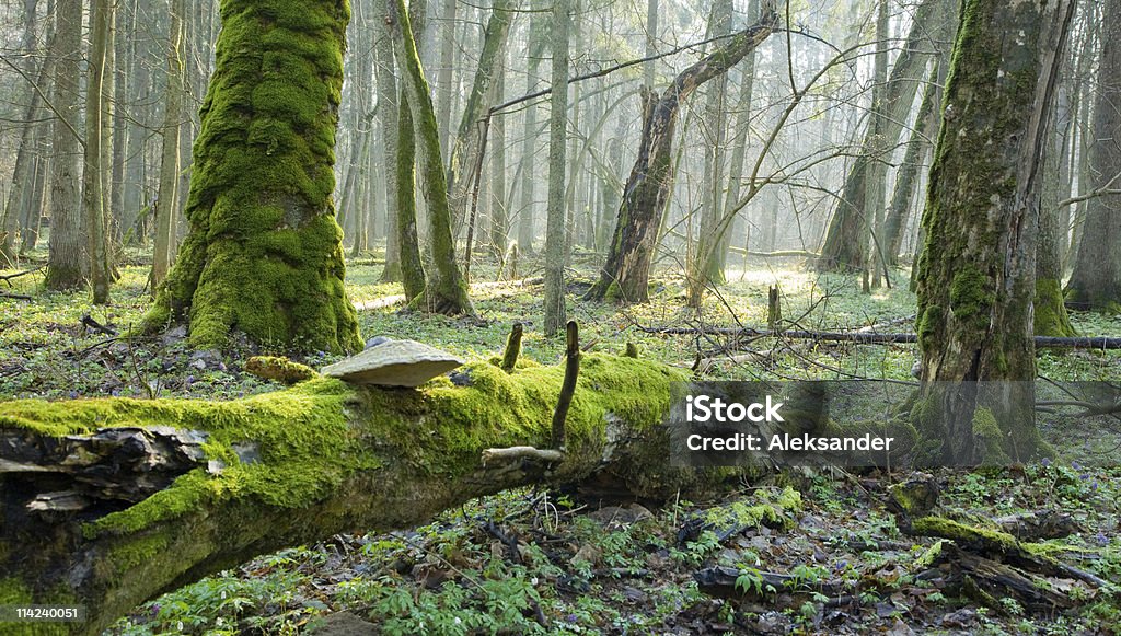 Le printemps dans la forêt naturelle - Photo de Arbre libre de droits