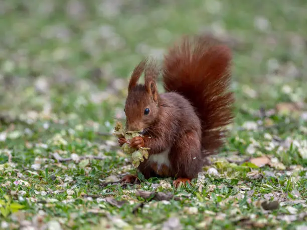 Pretty red squirrel eating flowers on a spring day.