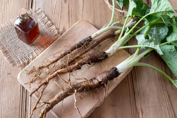 Fresh burdock roots and tincture on a table