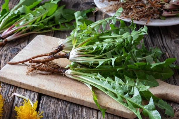 istock Whole dandelion plants with roots on a table 1142401373