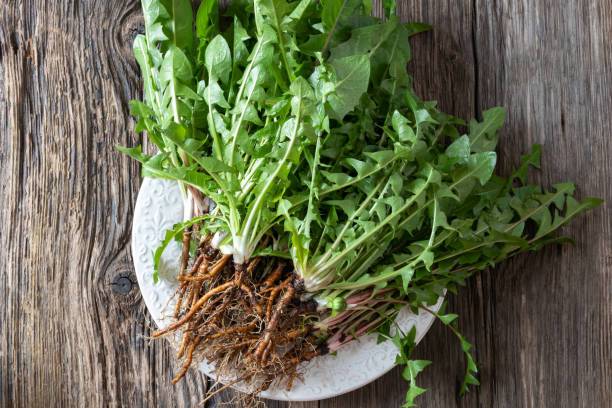 plantes entières de pissenlit avec des racines sur une table - chercher de la nourriture photos et images de collection