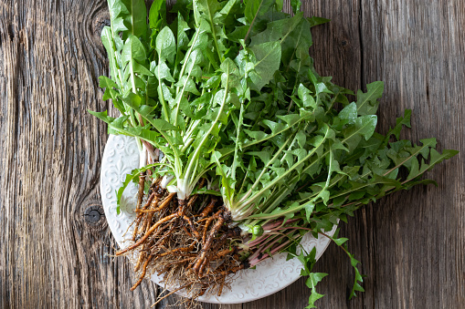 Whole dandelion plants with roots on a table, top view