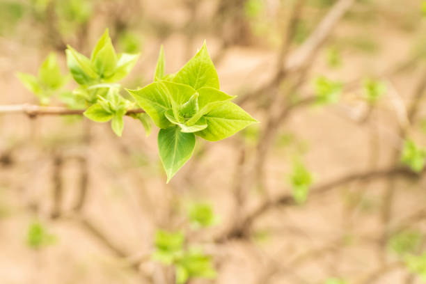 istock soft green leaves just grown 1142401424
