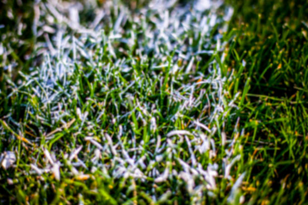 istock Grass at the football stadium 1142402426