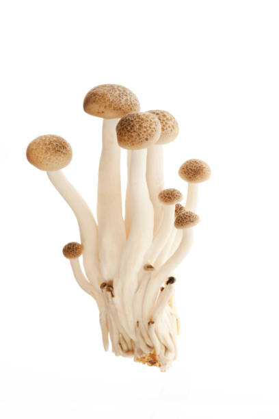 istock BEAUTIFUL ORGANIC EDIBLE MUSHROOMS 1142402604
