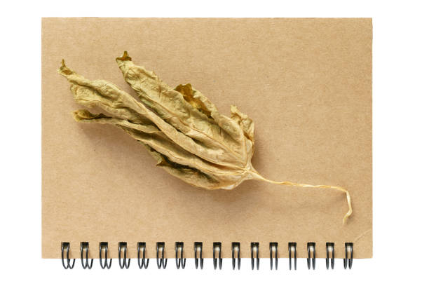 księga notatek i suchy liść - dry leaves audio zdjęcia i obrazy z banku zdjęć