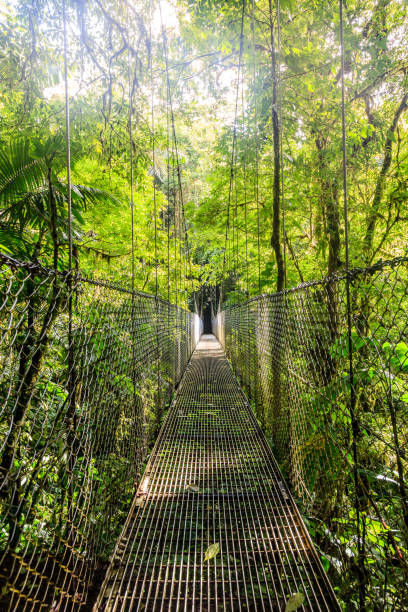 istock Mistico Arenal Hanging Bridges Park 1142403906