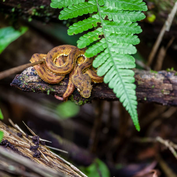 코스타리카에서 열대우림에 있는 속눈썹 바이퍼 - eyelash viper 뉴스 사진 이미지