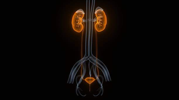 istock Female Urinary System Kidneys with Bladder Anatomy 1142404453
