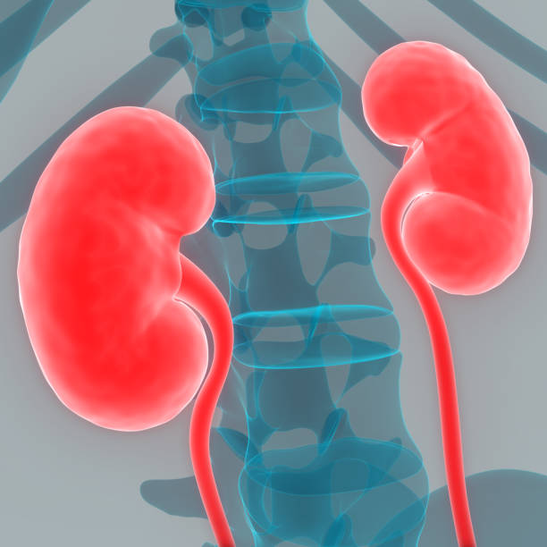 istock Human Urinary System Kidneys Anatomy 1142404552