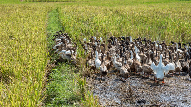 istock Geese in a rice field. 1142404746
