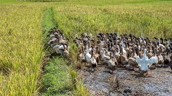 Geese in a rice field in Legazpi, the Philippines.