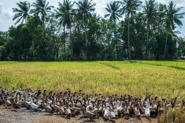 istock Geese in a rice field with coconut trees in the background. 1142404885