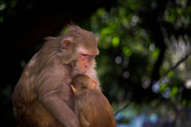 istock he Rhesus macaque Mother Monkey feeding her Baby on the tree 1142404950