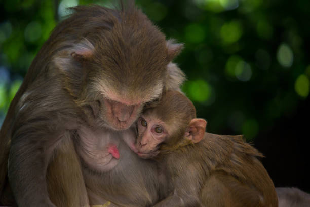 istock he Rhesus macaque Mother Monkey feeding her Baby on the tree 1142404973