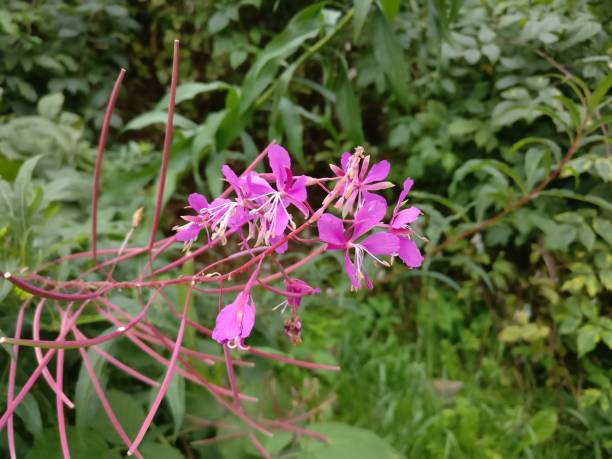 istock Beautiful Flower 1142405058