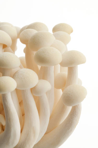 istock BEAUTIFUL ORGANIC EDIBLE MUSHROOMS 1142406244