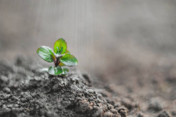 istock sprout germinating from the ground taken on manual optics. Selective focus. 1142407079