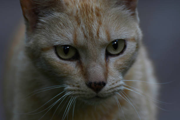 wpatrując ginger tabby kot twarz zbliżenie portret - leopard horizontal snout fur zdjęcia i obrazy z banku zdjęć