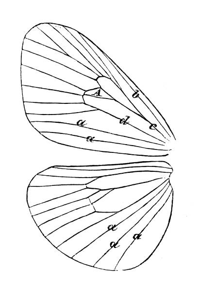 Butterfly wing Illustration of a Butterfly wing admiral butterfly stock illustrations