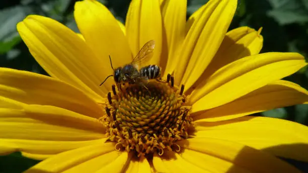 yellow margarita closeup detail with fragile bright textured petals and isolated bee collecting yellow pollen with transparent wings open on bright spring day. green background. pollination concept