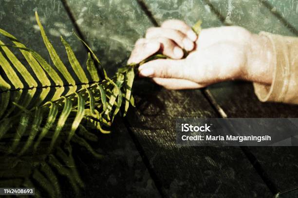 Palm Sunday Stock Photo - Download Image Now - Agriculture, Beginnings, Branch - Plant Part