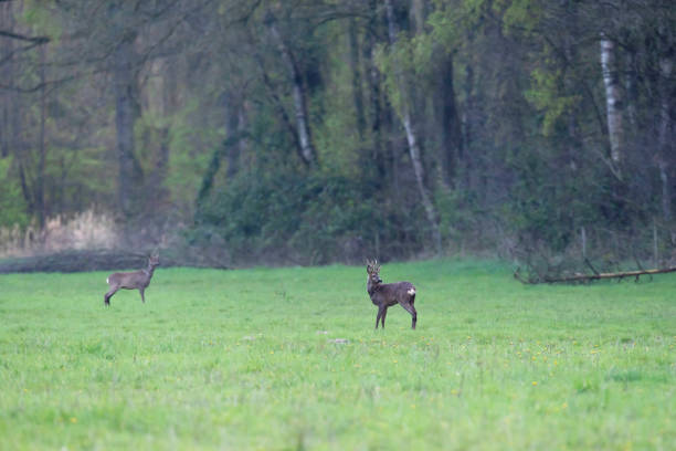 istock Roe buck and goat in forest meadow. 1142409507