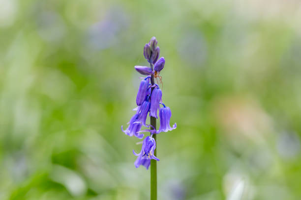istock A Spider on a Bluebell Flower 1142409798