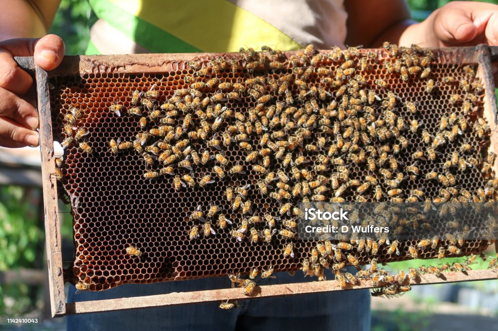 Touching the bee hive Touching the bee hive, Bohol, Philippines Beekeeper Stock Photo