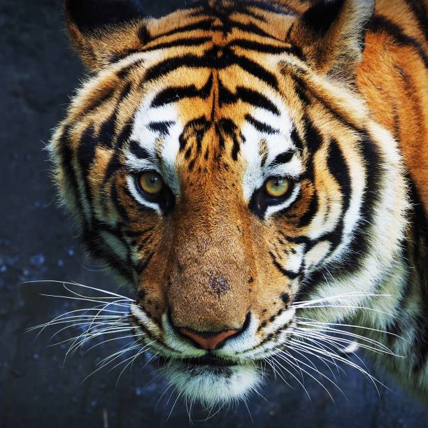 istock Tiger portrait of a tiger 1142410876