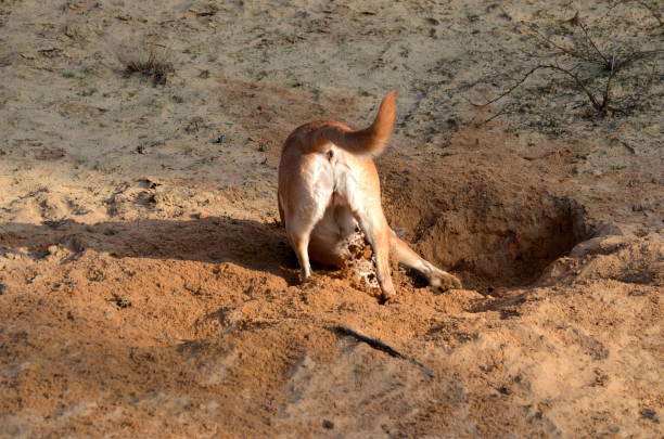 istock Dog digging a hole in the sand 1142411228