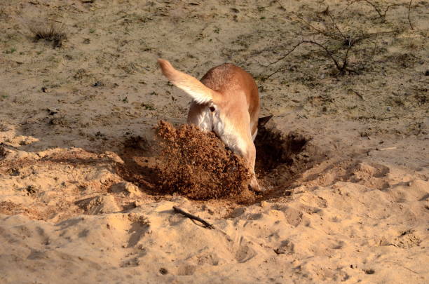 istock Dog digging a hole in the sand 1142411442