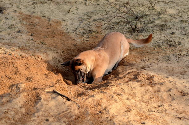 istock Dog digging a hole in the sand 1142411454