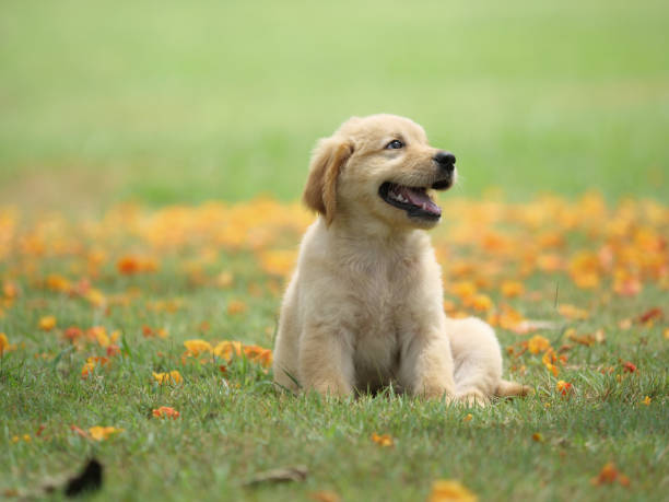 istock Dog puppy on garden 1142412846
