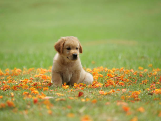 istock Dog puppy on garden 1142412851